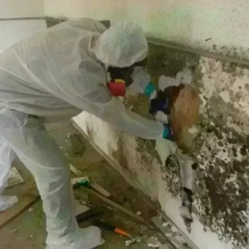 Mold Remediation and Removal in Wyoming, OH